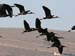 Zwarte Ibis